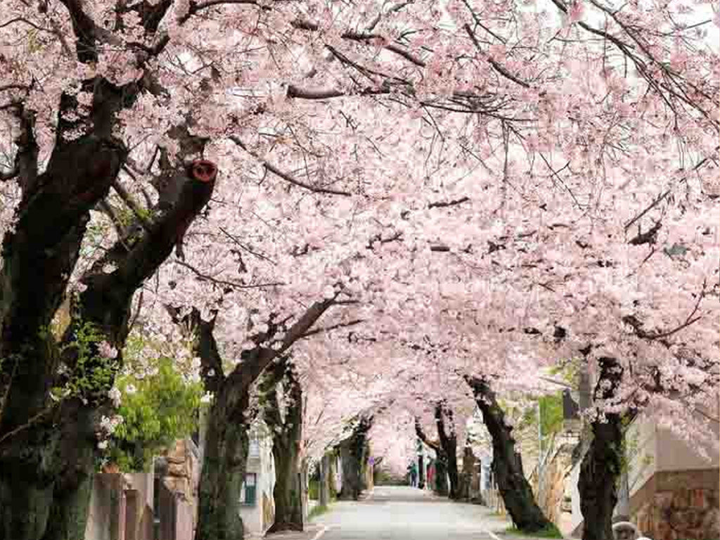 Cherry Blossom Grow Your Own Seed Kit