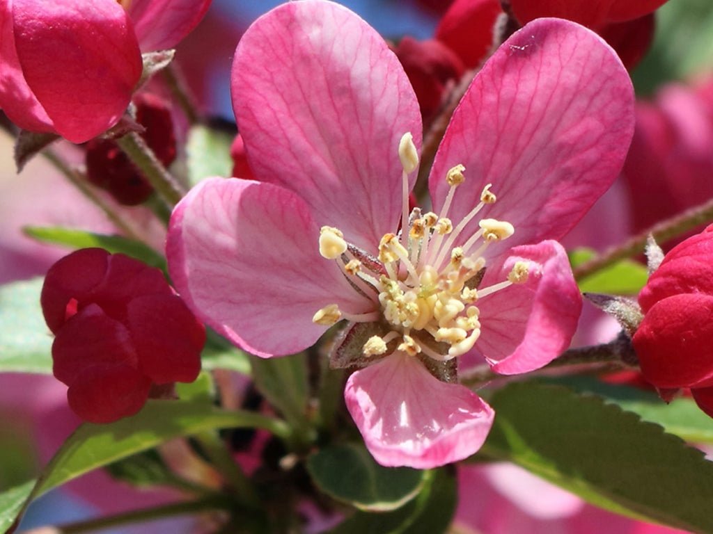 Dominant Industry Fountain Pen Ink 005 Apple Blossom