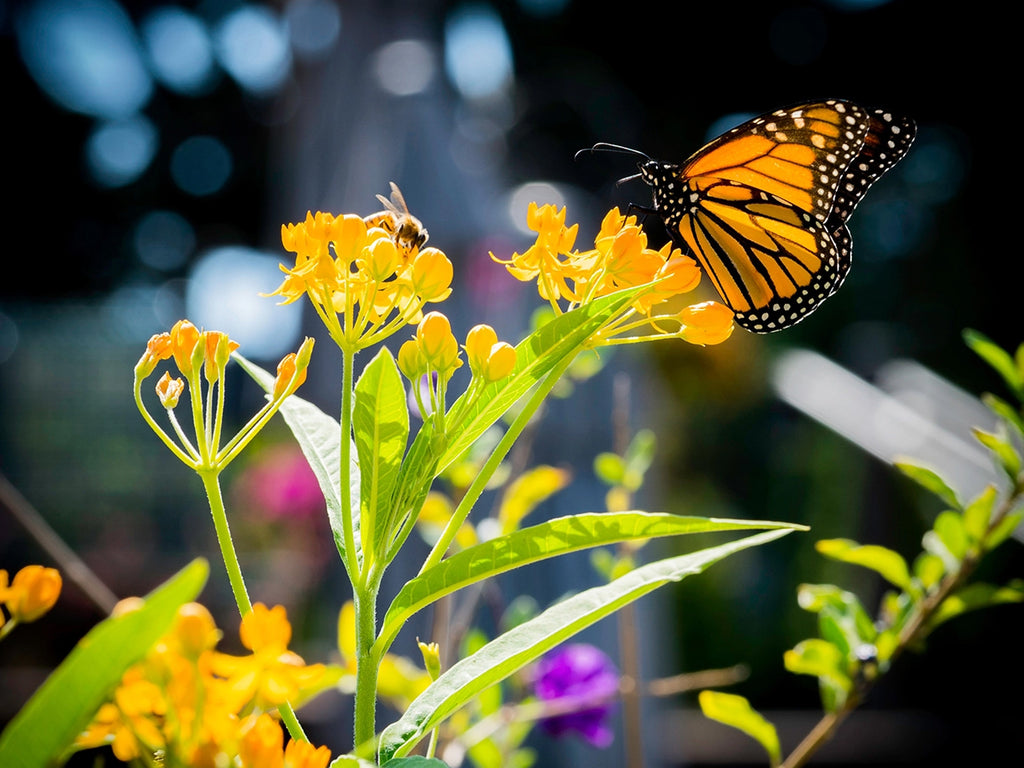 Pollinator's Delight Grow Your Own Seed Kit